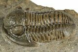 Detailed Gerastos Trilobite Fossil - Morocco #351273-2